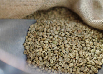 Raw coffee beans pouring out of a burlap sack.