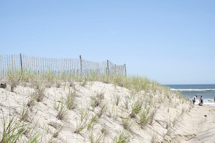 a beach in Montauk with plants poking out of the sand. 