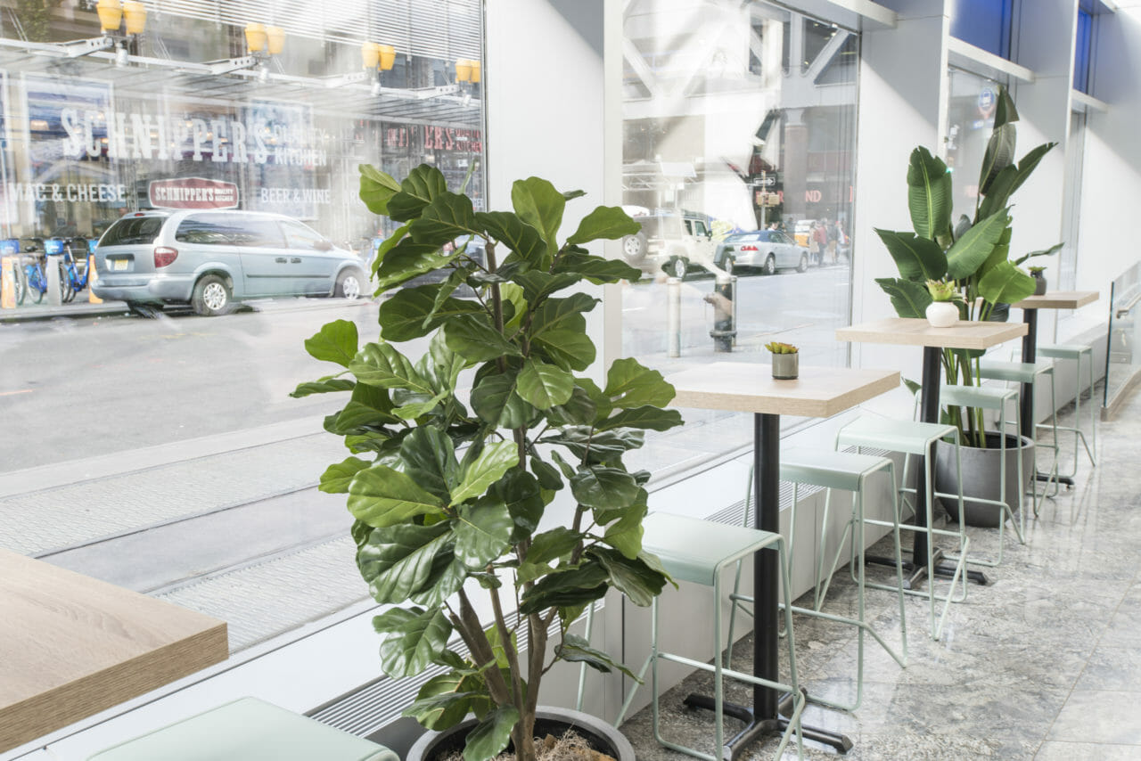 a plant inside Bluestone Lane Times Square with tables and chairs.