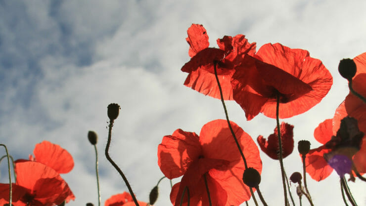 Red Poppy flowers with the blue sky and clouds in the background. 
