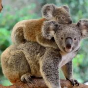 Picture of Koala's