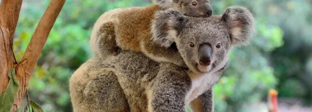 Picture of Koala's