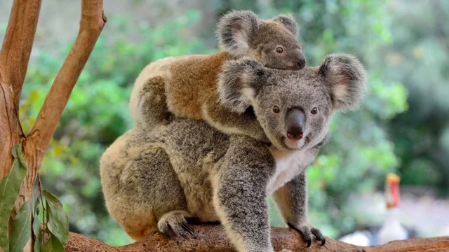 Picture of Koala's